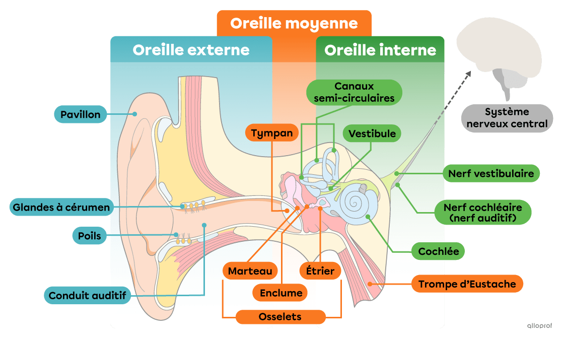 schéma de l'oreille